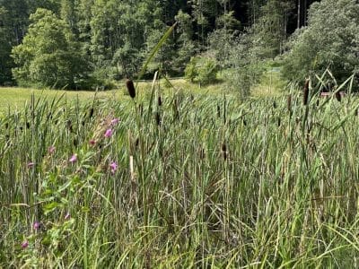 1_bachoffenlegung-tal-der-demut-weiherweidbach-78_2023-6