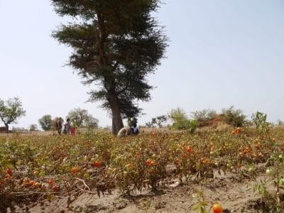 hand-fuer-afrika-landwirtschaftsprojekt-scaled